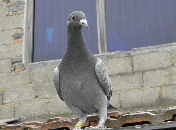 养什么样的鸽子最赚钱,2022年养鸽子赚不赚钱