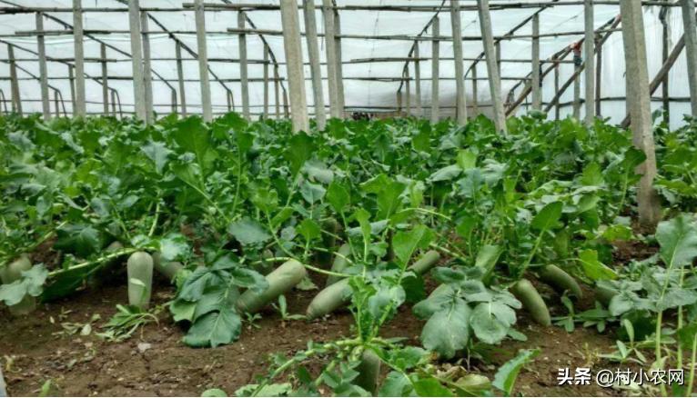 2021农村创业养殖有什么好项目,2020年农村种养殖创业项目