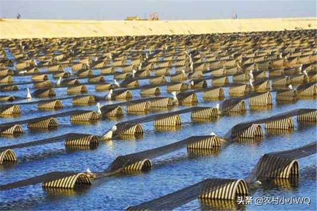 海参怎么养才会长得快,海参怎么养才能快速发