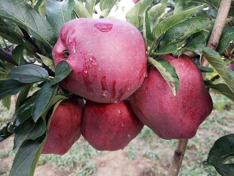 甘肃苹果好吃还是山东苹果好吃,洛川苹果和甘肃苹果哪个更好