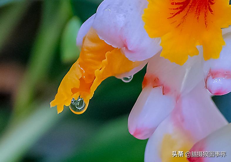 佳能18-55mm镜头，能拍出浅景深的花卉照片吗？如何拍摄？