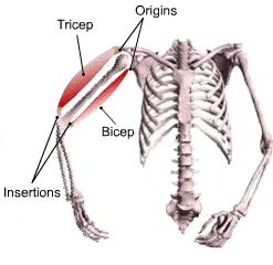 什么是肌腱损伤,怎么判断是韧带损伤还是肌腱炎
