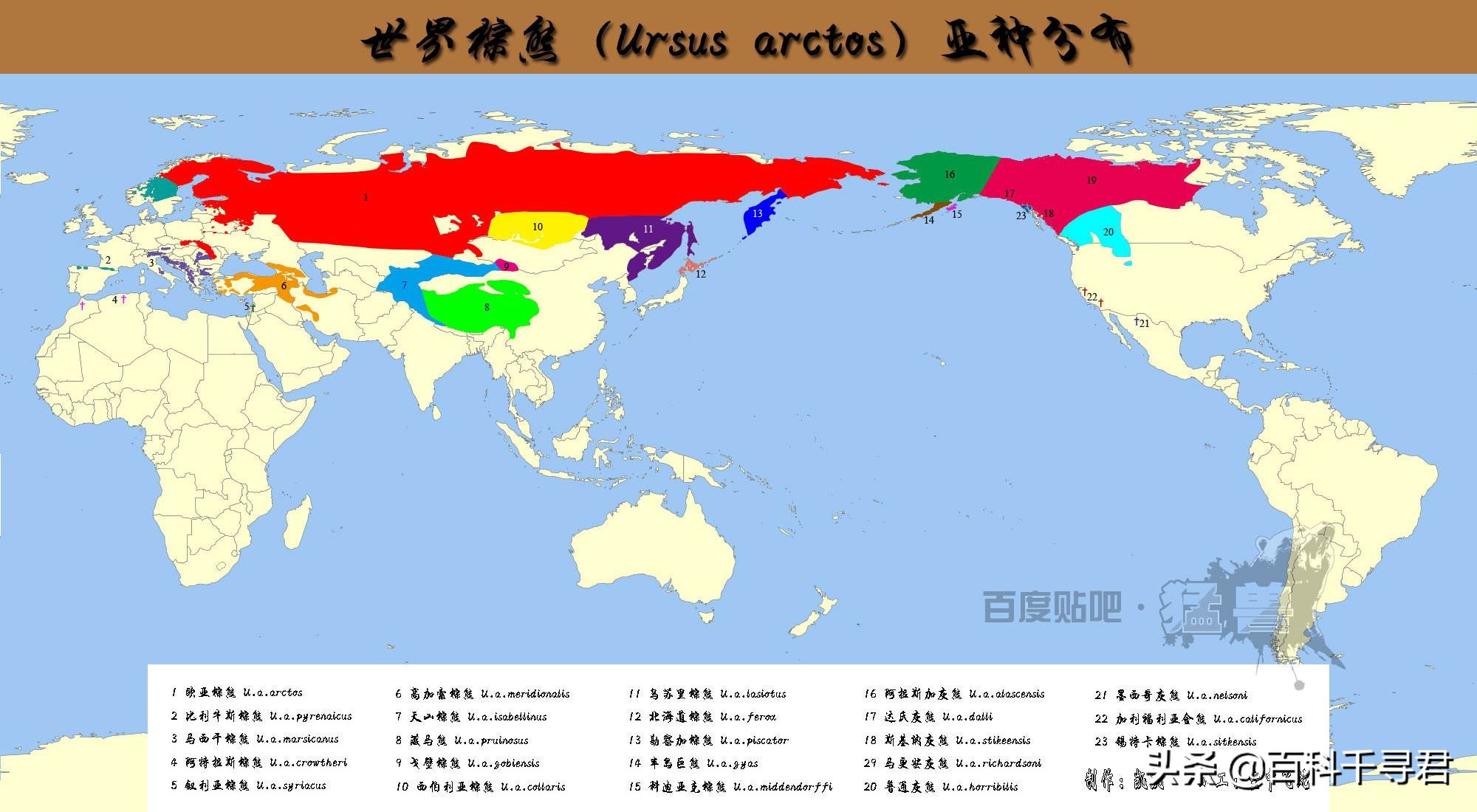 棕熊vs北极熊哪个厉害,北极熊vs棕熊一只棕熊得了白化病