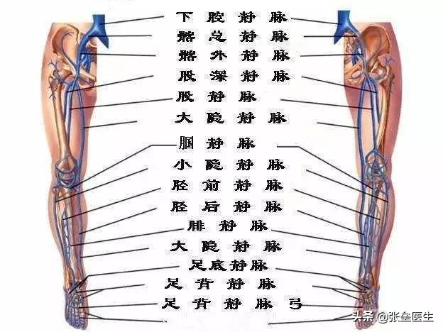 经常站立导致小腿静脉曲张,大腿上有小蚯蚓是不是静脉曲张