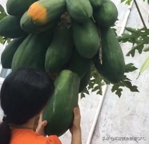 木瓜树长大为什么没有结果,木瓜树刚结果就掉了是什么原因