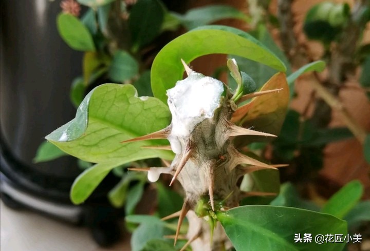 想要虎刺梅枝繁叶茂、株型紧凑开花多，就得舍得做一件事