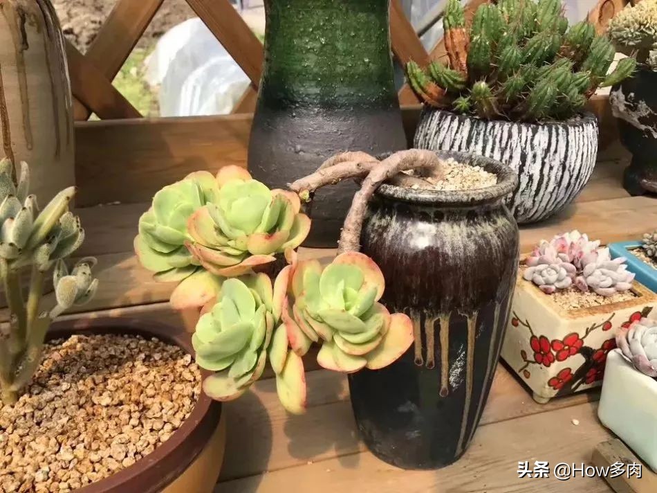 碧桃多肉老桩状态,碧桃多肉老桩怎么养出状态