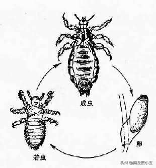 羊寄生虫预防措施,羊寄生虫怎么治