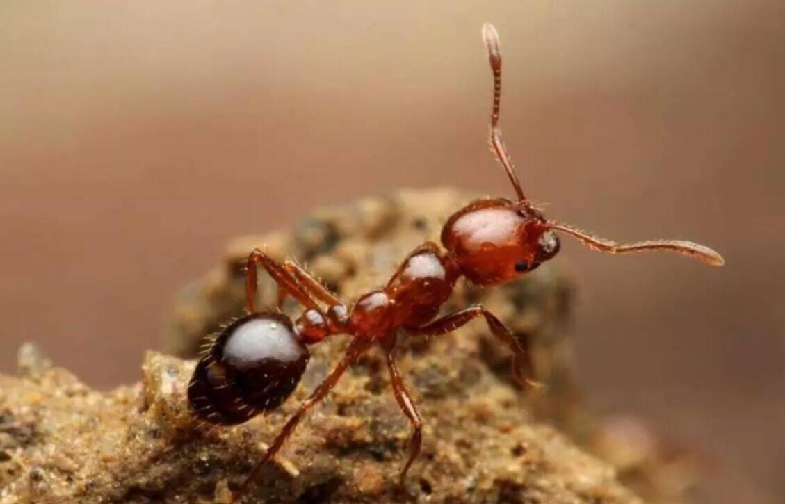 还有比红火蚁最可怕的蚂蚁吗,比红蚂蚁还可怕的蚂蚁是什么