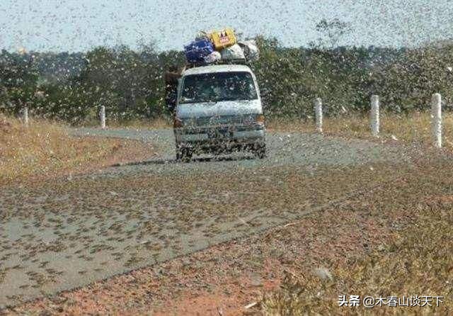 灭蝗最好的克星,灭蝗灾吃蚂蚱