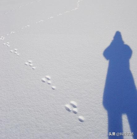 兔子冬季怕冻吗,为什么兔子怕下雨