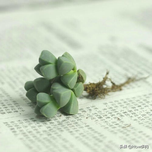多肉植物鹿角梅的图片,敦实的多肉