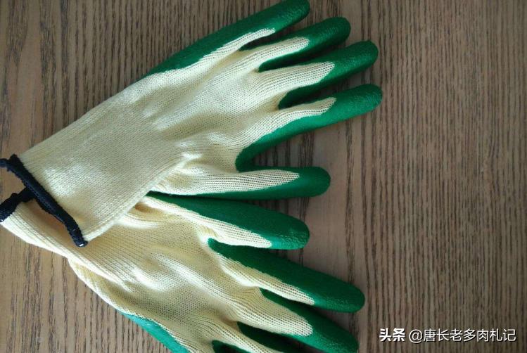 多肉修根后喷多菌灵还是泡多菌灵,多肉正常养护需要喷洒多菌灵么