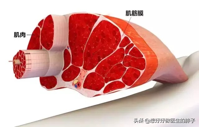 什么是肌腱损伤,怎么判断是韧带损伤还是肌腱炎