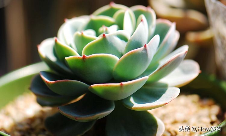 好看又好养的多肉植物品种有哪些,多肉石莲花是玉蝶吗