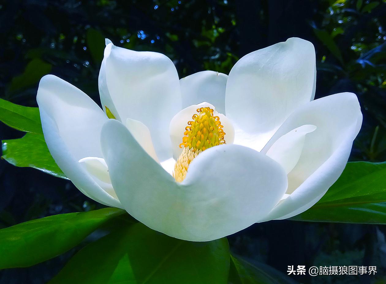 华为手机拍照微距怎么设置,手机微距拍摄技巧大全