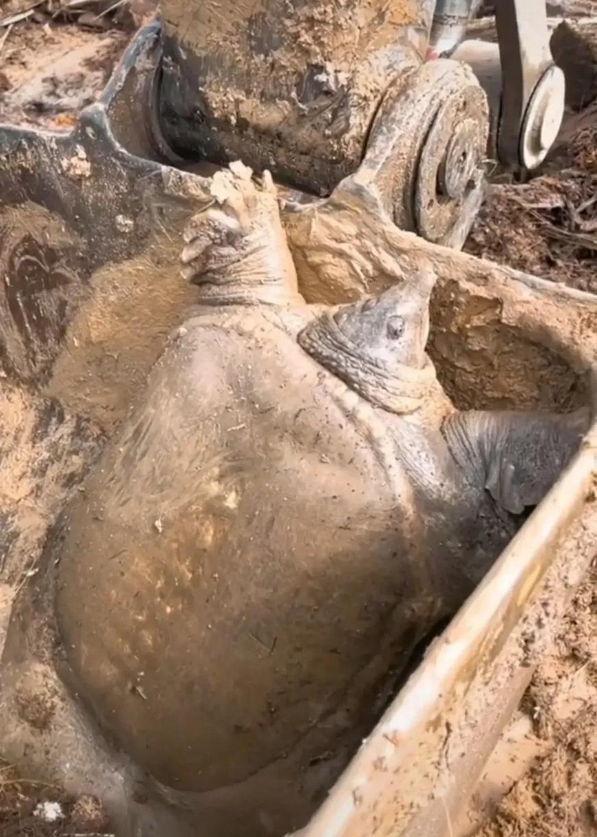 江苏老人鱼塘挖38斤老鳖,广东30斤老鳖精