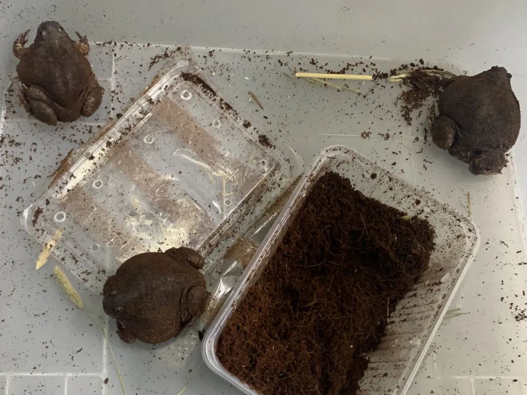 蛙泳教学,蛙莫言