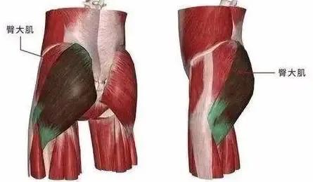 人类从古猿进化成人的盆骨的变化,人类的屁股到底有多奇怪