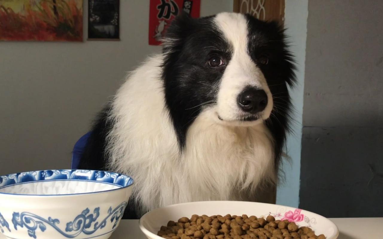 怎么教边牧用各种按钮说话,开拖拉机技术讲解