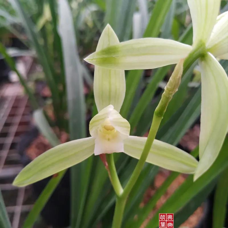 快来看看，兰花的世界真奇妙|壹木星球No.14