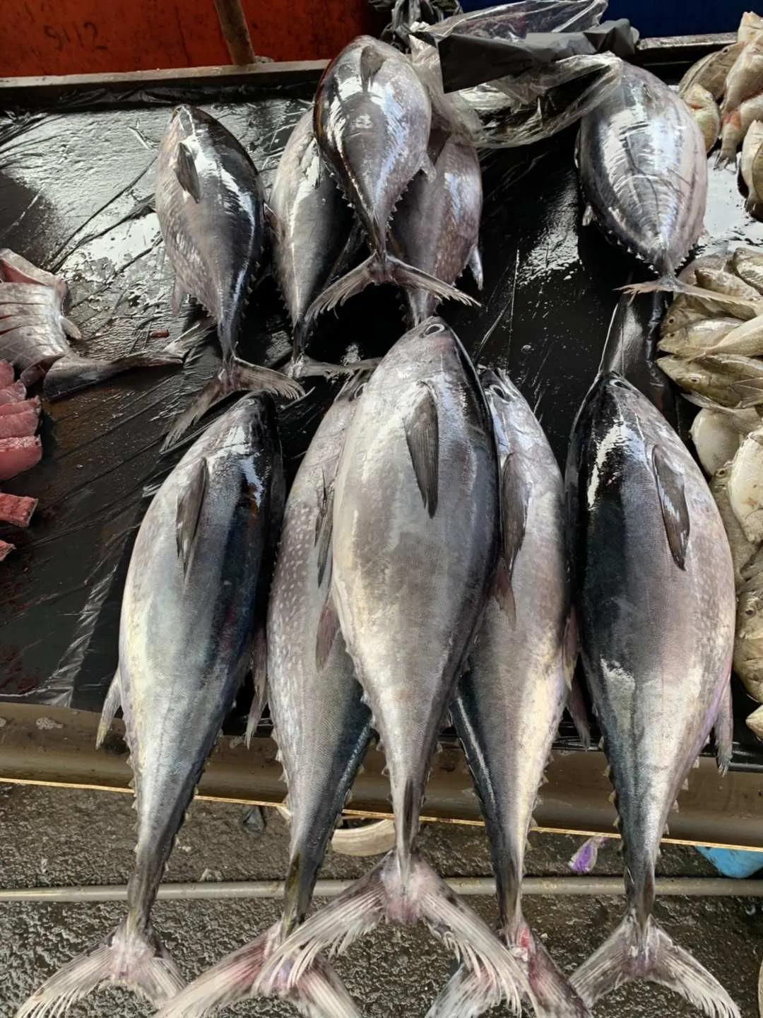 东南亚风情美丽的仙本那海岛,旅途中的风景迷人