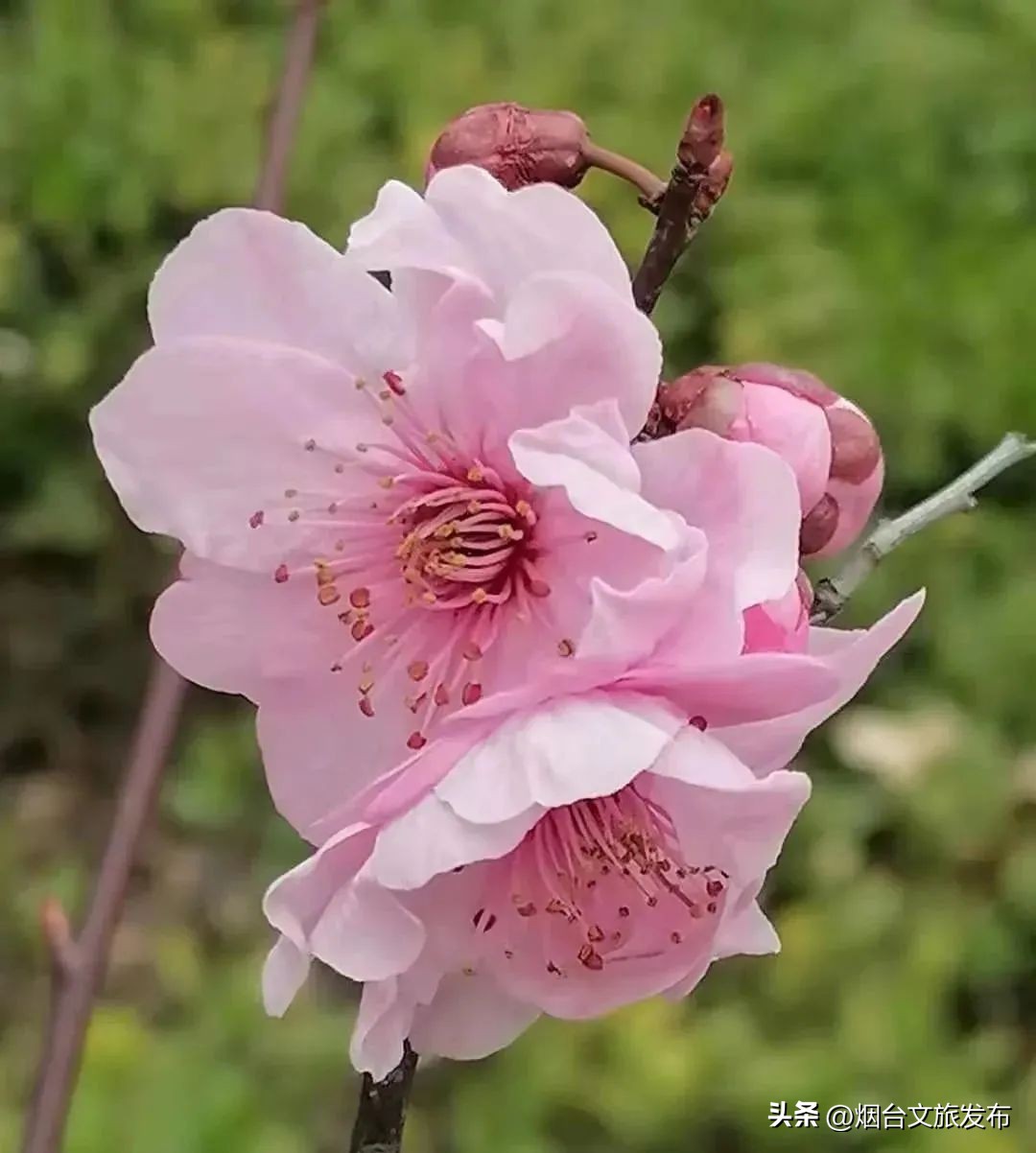 吃遍烟台玩遍美景,带你玩遍烟台