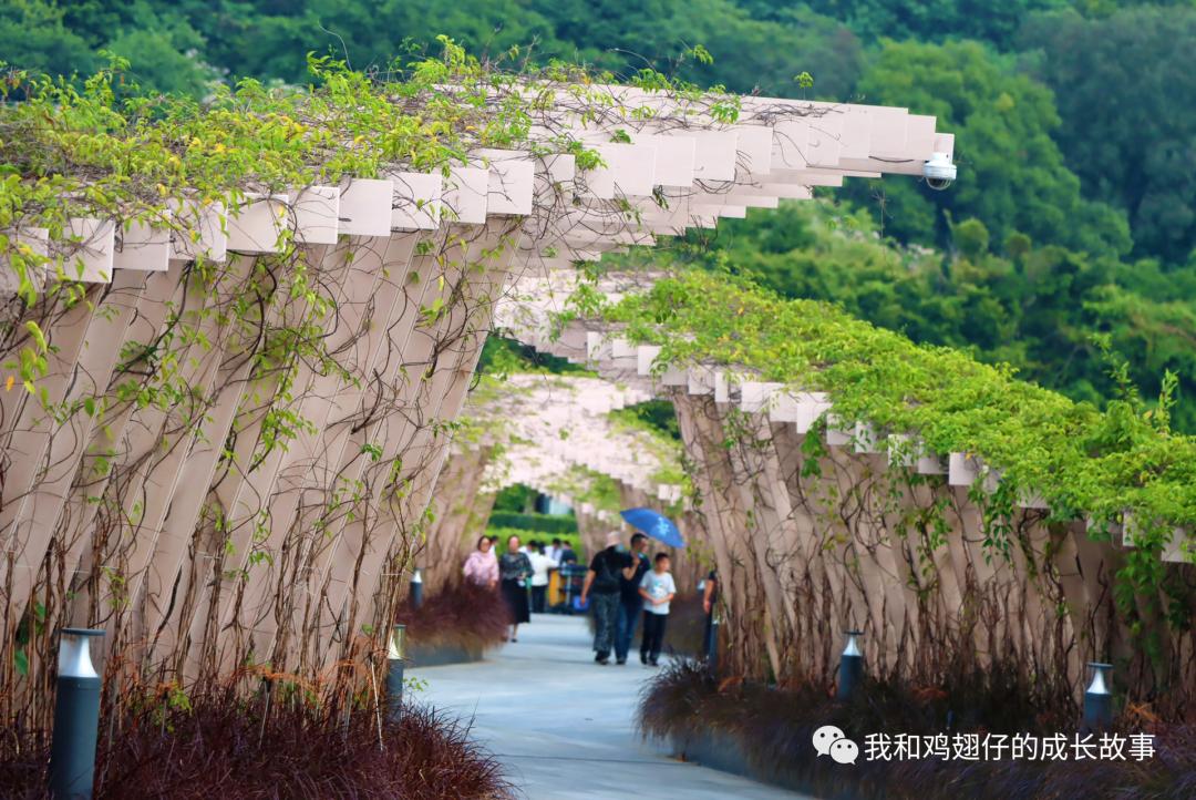深圳户外露营地推荐,爱美丽免费观看全集