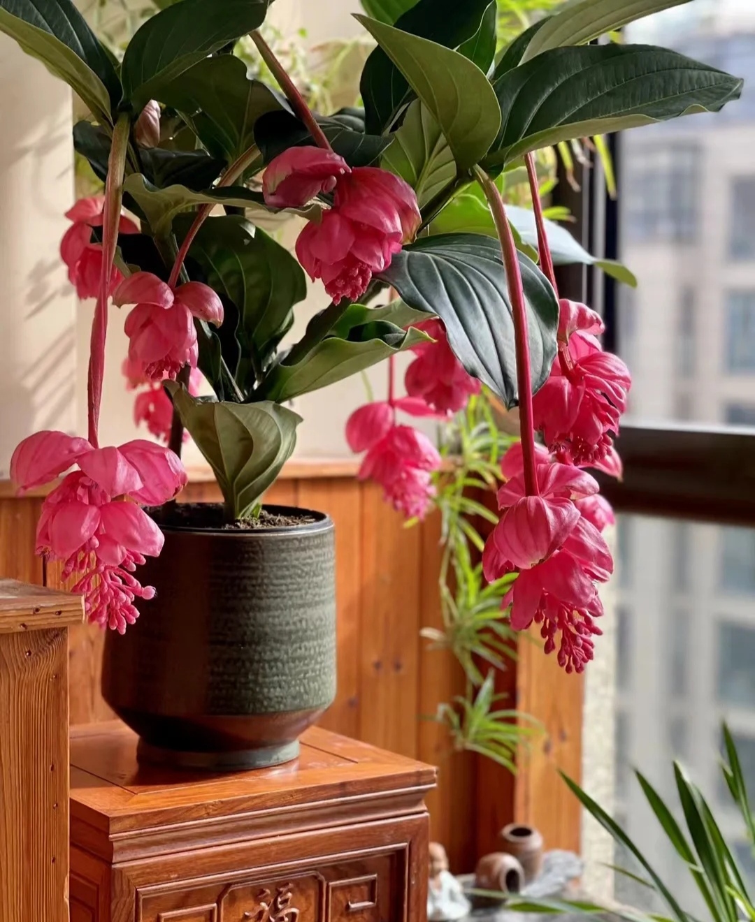 最美花王,花王宝莲灯