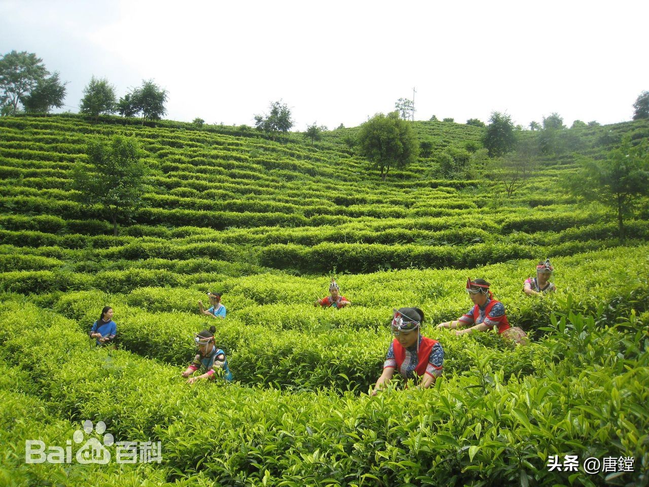 浙江景宁惠明茶价格,景宁惠明茶是绿茶吗