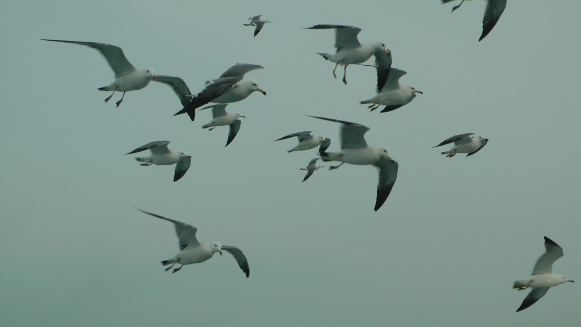 2014年 G 韩国行12. 景福宫