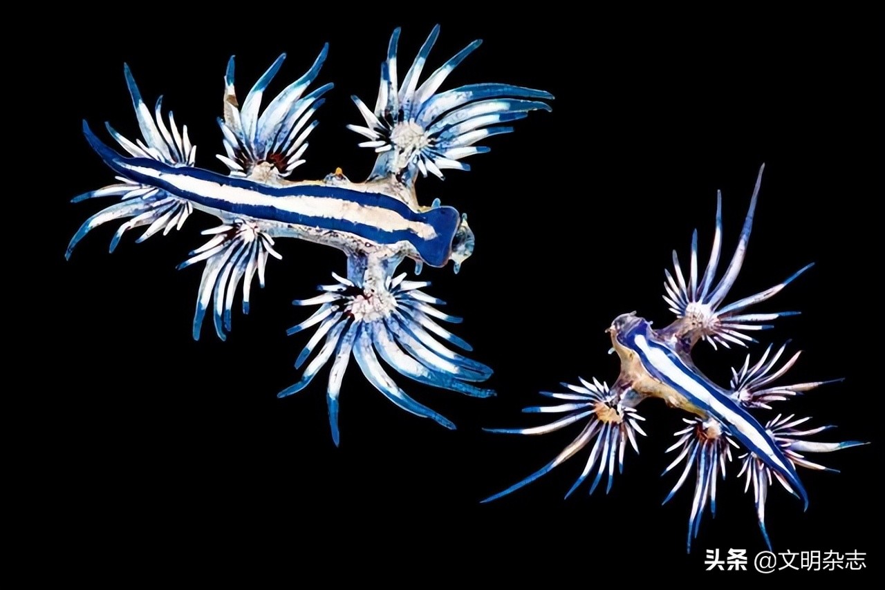 海洋精灵：多姿多彩的海蛞蝓