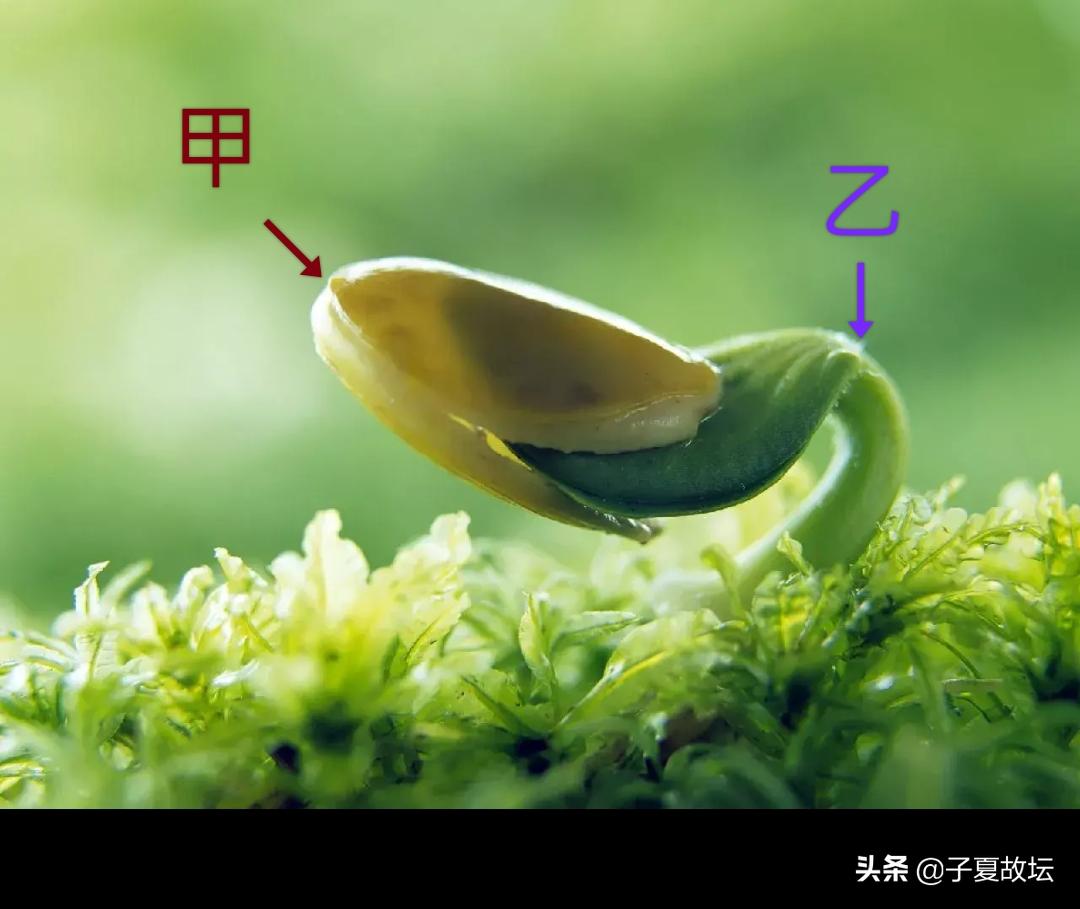 天干十个字的意义,十天干每字代表什么意思