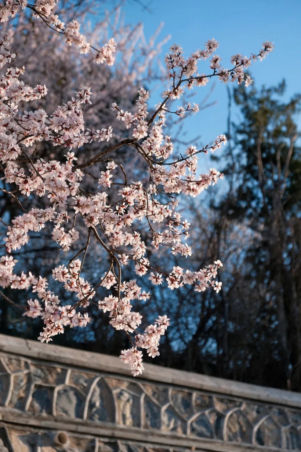 石景山首钢园骑行,春天石景山赏花