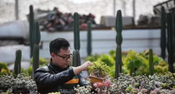 多肉种植行业,多肉植物行业前景如何