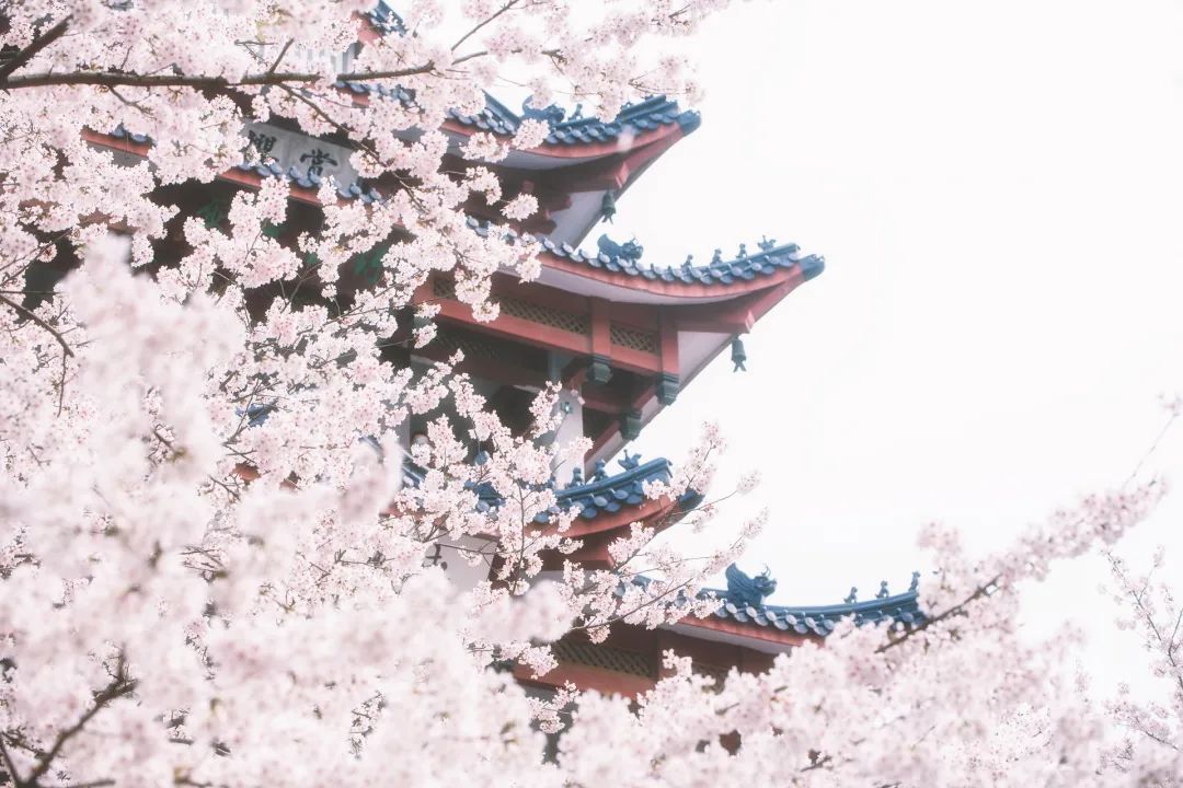 中国诗词大会第六季第十场飞花令,中国诗词大会王恒屹飞花令完整版