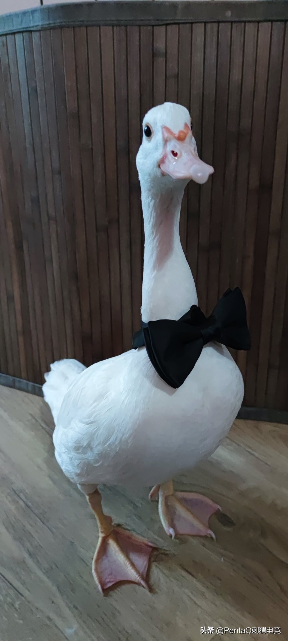 msi战队,msi战队6强介绍