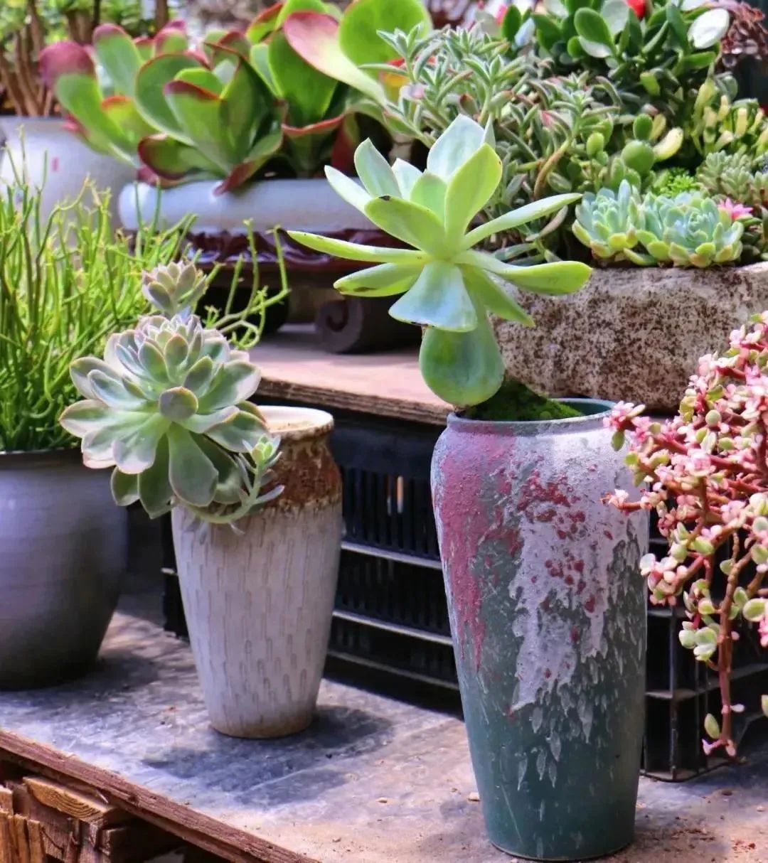 把春天带回家原唱,把云南的春天带回家