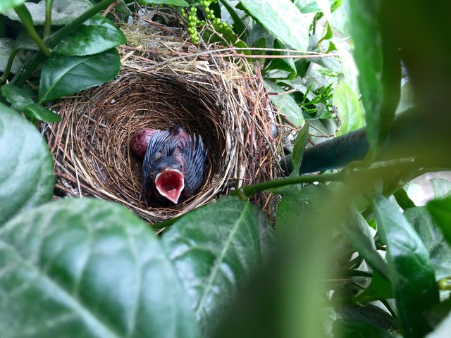 乡土散文:村庄的树