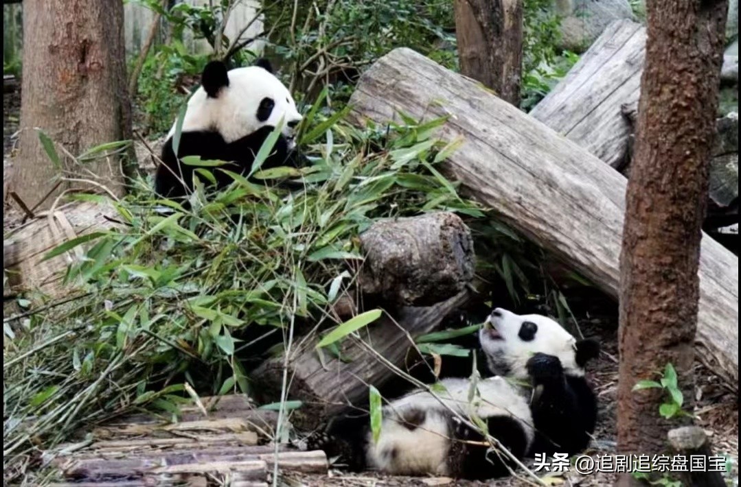 大熊猫金双金喜,大熊猫金喜金双