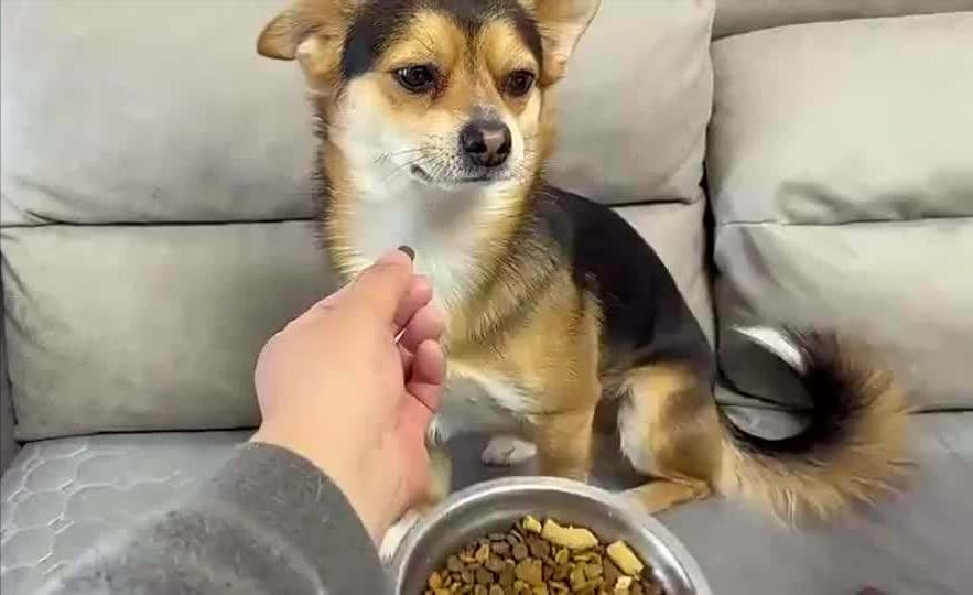 狗狗吃狗粮不嚼直接吞怎么办,狗狗不吃狗粮妙招大全