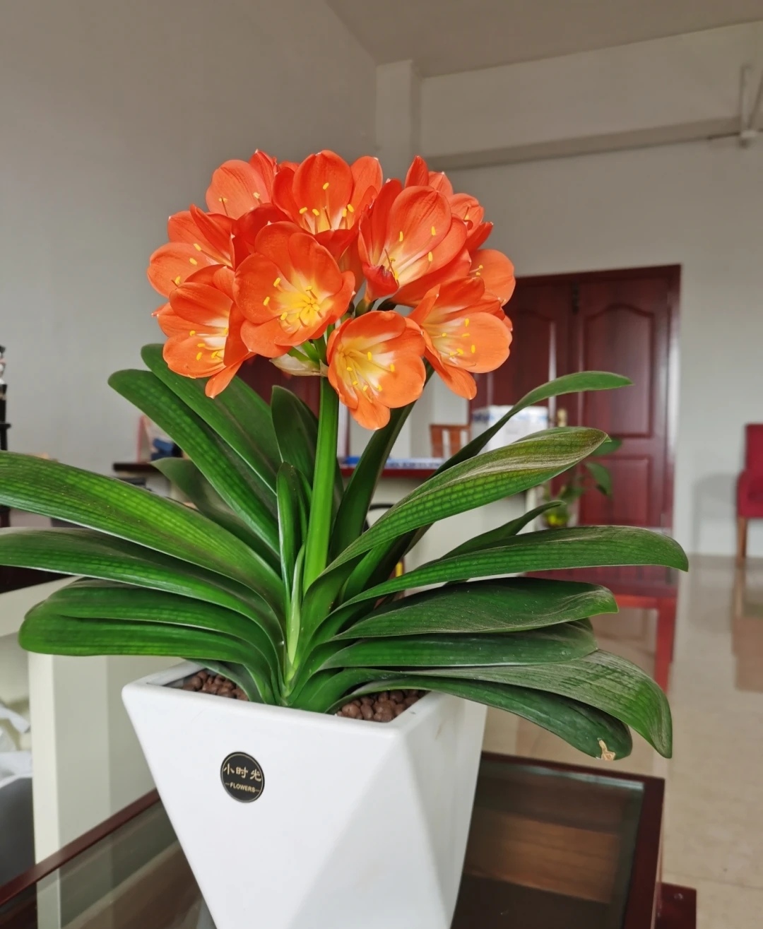 走霉运养什么花旺财运呢,养什么花好运气又旺财