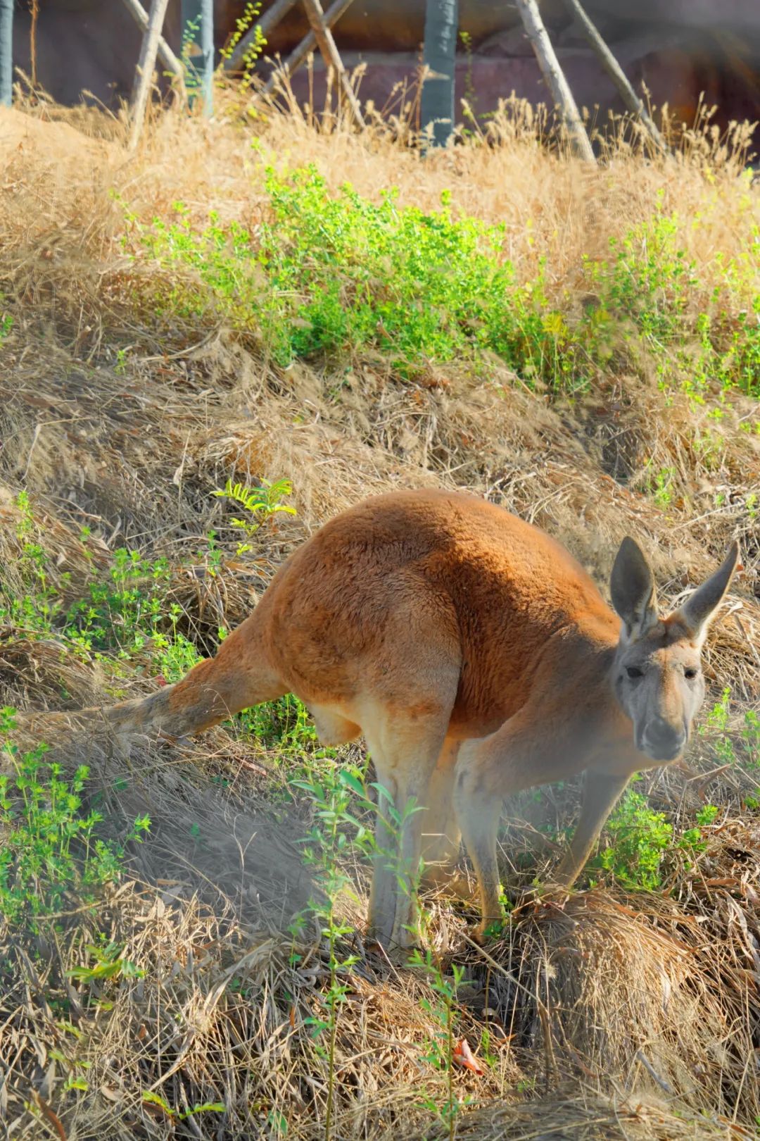 武汉动物园最新今天的消息,武汉动物园春节营业时间