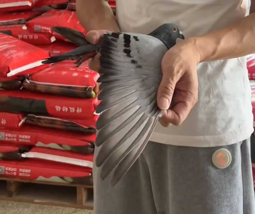 陋棚一样可以飞出“飞龙荣耀杯”13760羽总冠军，王志杭夺得亚军