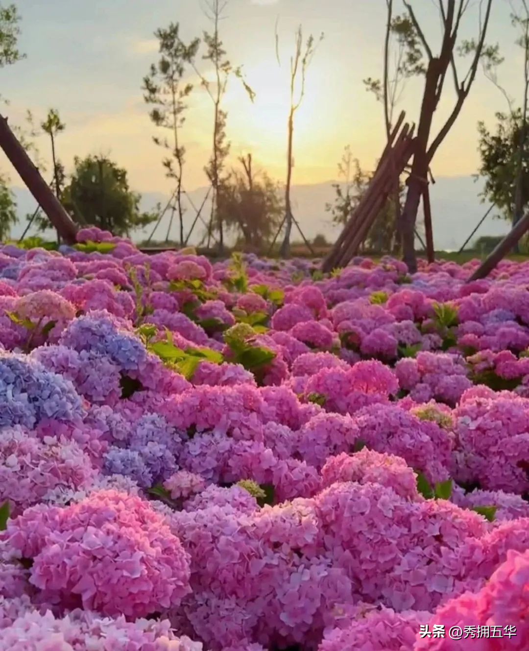 周末去哪里玩最合适昆明,昆明景点莫奈花园