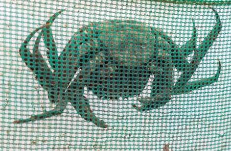 大闸蟹养殖致富路线,自己家如何养殖大闸蟹赚钱