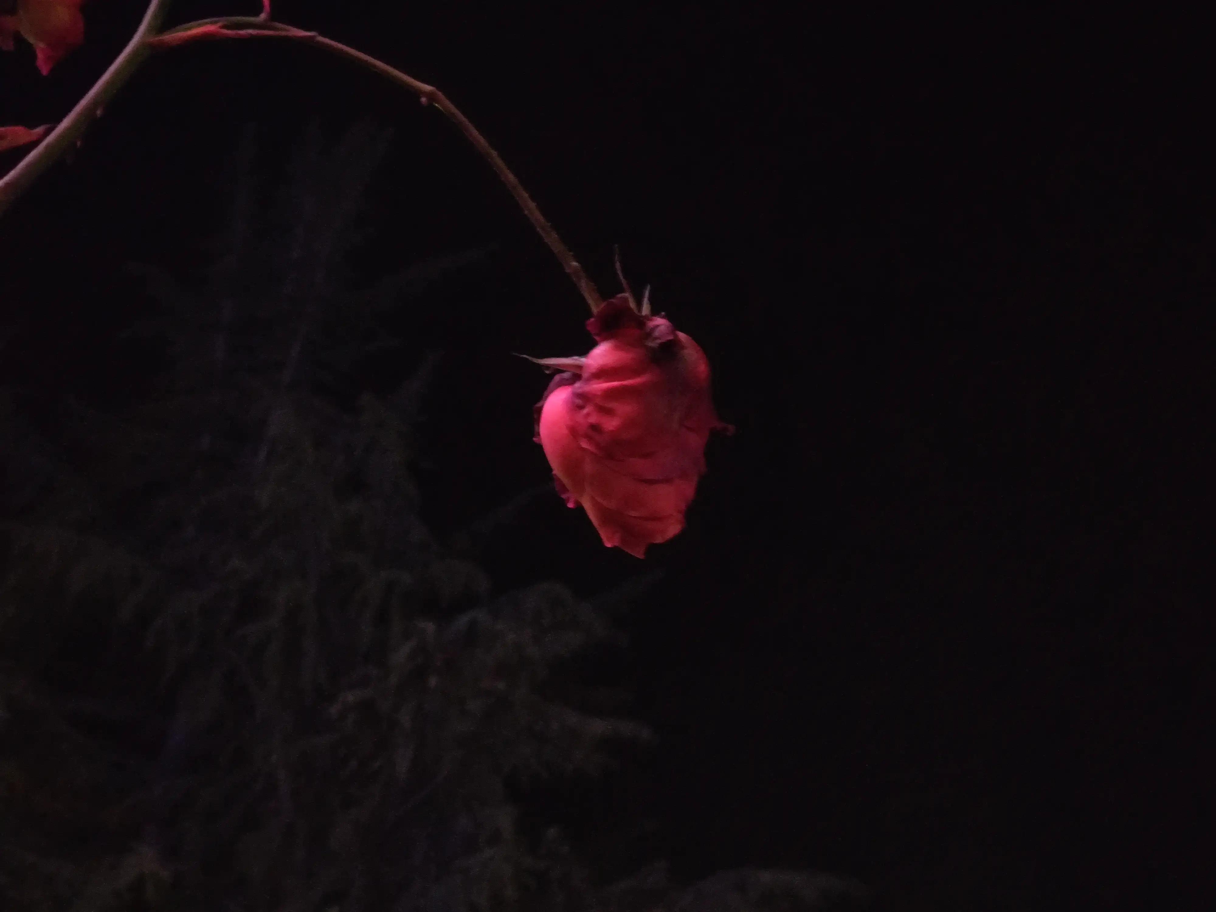 明月当空洒银玉解释,明月当空照下一句是啥