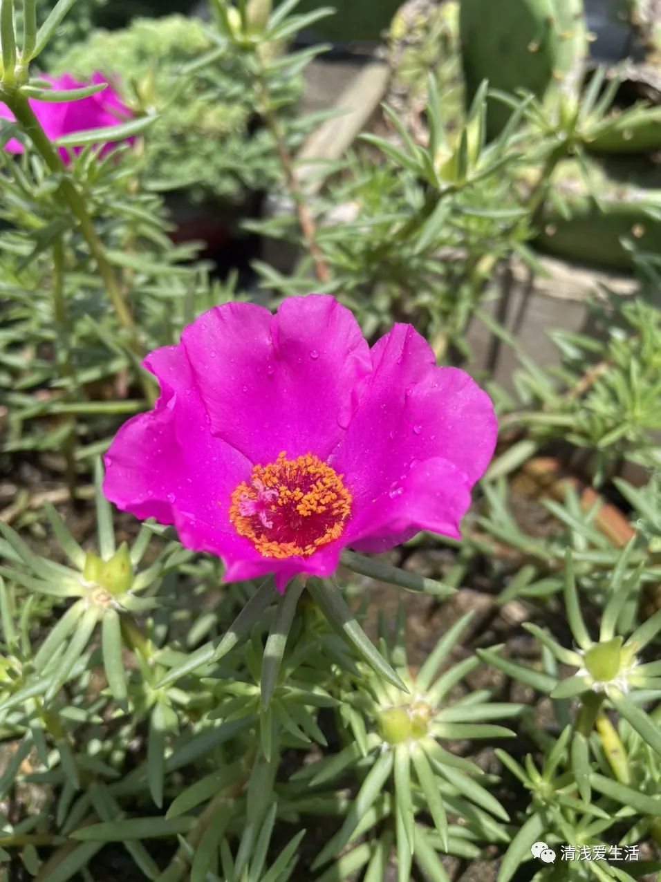 耐高温耐寒的一年四季开花的花卉,耐高温开花多的花卉