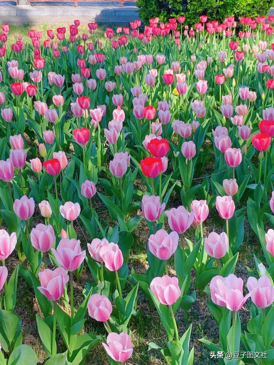 郁金香的花貌和郁金香的花语,各种颜色郁金香的花语是什么
