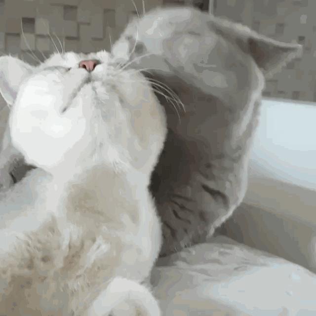 猫咪一有皮肤病我脸上就起疙瘩,猫咪身上的皮肤病没好能洗澡吗